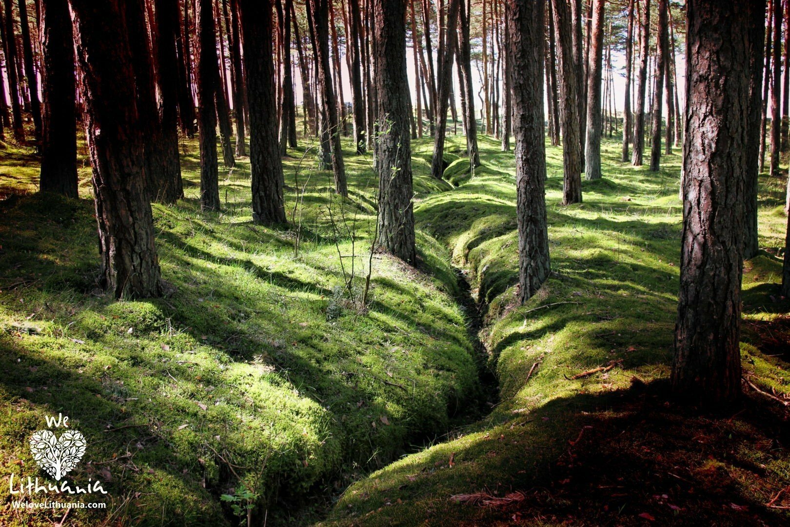 Miškas Baltijos kopose.