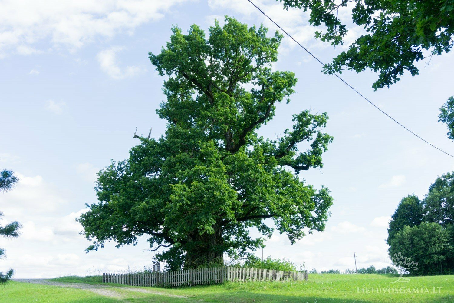 Šimtamečiai Lietuvos medžiai – žmonių išsaugotas gamtos turtas