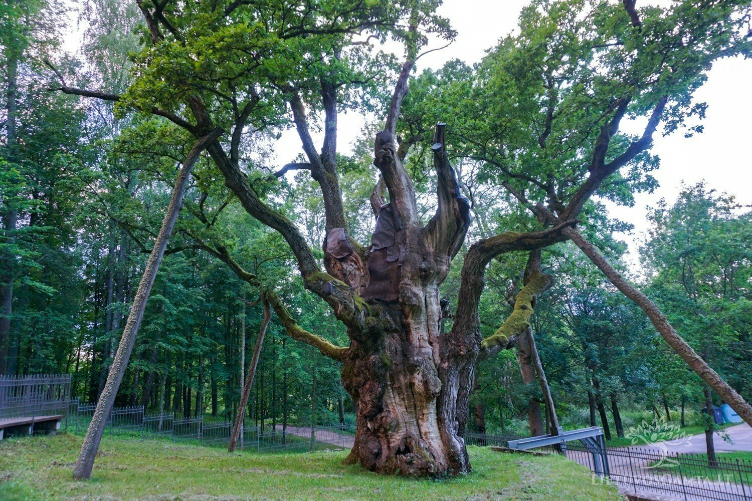 Šimtamečiai Lietuvos medžiai – žmonių išsaugotas gamtos turtas