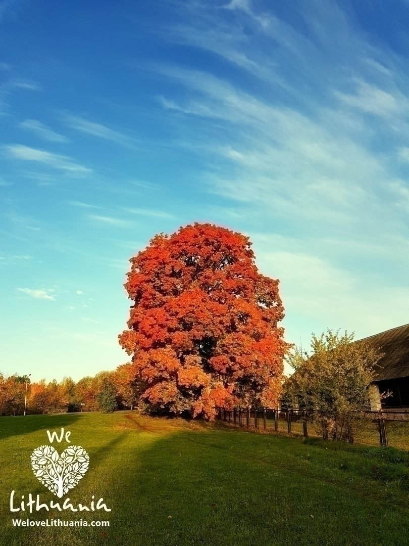 Auksinio Rudens Pasaka We Love Lithuania