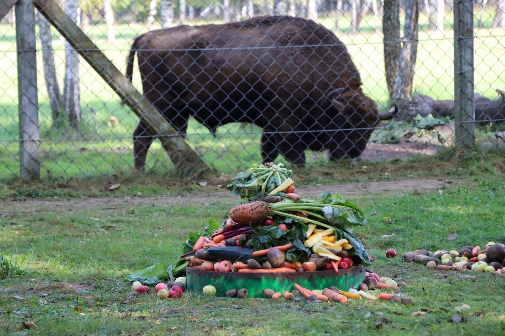 Pašilių stumbrynas