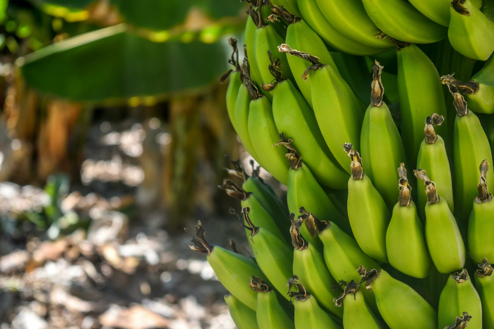 Kiek kalorijų turi bananas